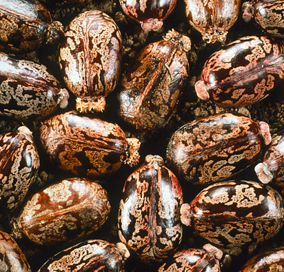 HAITIAN BLACK CASTOR OIL - 4oz.