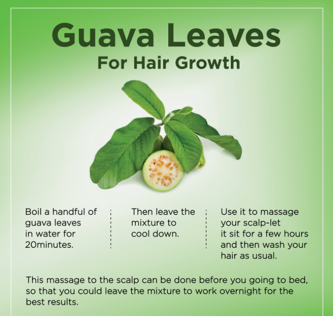 GUAVA LEAVES