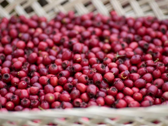 Brand New! Heart-Healthy Hawthorn Berry Powder