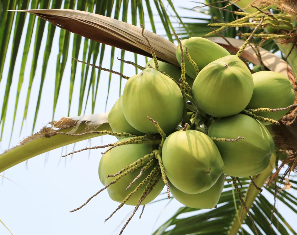 Back In Stock! COCONUT WATER POWDER