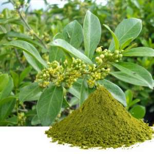 Gymnema Sylvestre Powder - 4oz