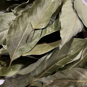 AVOCADO LEAVES for tea