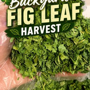 Fresh Spring Harvest! Super Green! SHREDDED FIG LEAVES for tea (Sweet Fig flavor)