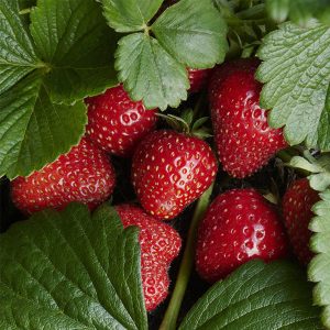 CUT & SIFTED STRAWBERRY LEAVES Great for tea!