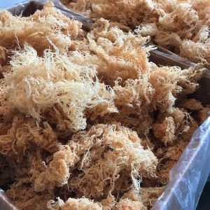 MOSS SUPER SALE! - IODINE-RICH RAW GOLD SEA MOSS!