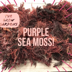 MOSS SUPER SALE! - SULFUR-RICH RAW PURPLE SEA MOSS!