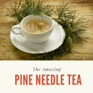 BACK IN STOCK!! ONE MONTH SUPPLY OF PINE NEEDLE TEA