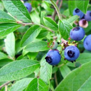 ORGANIC BLUEBERRY LEAVES (CUT) Great for tea!