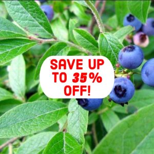 BULK TEA- BLUEBERRY LEAVES