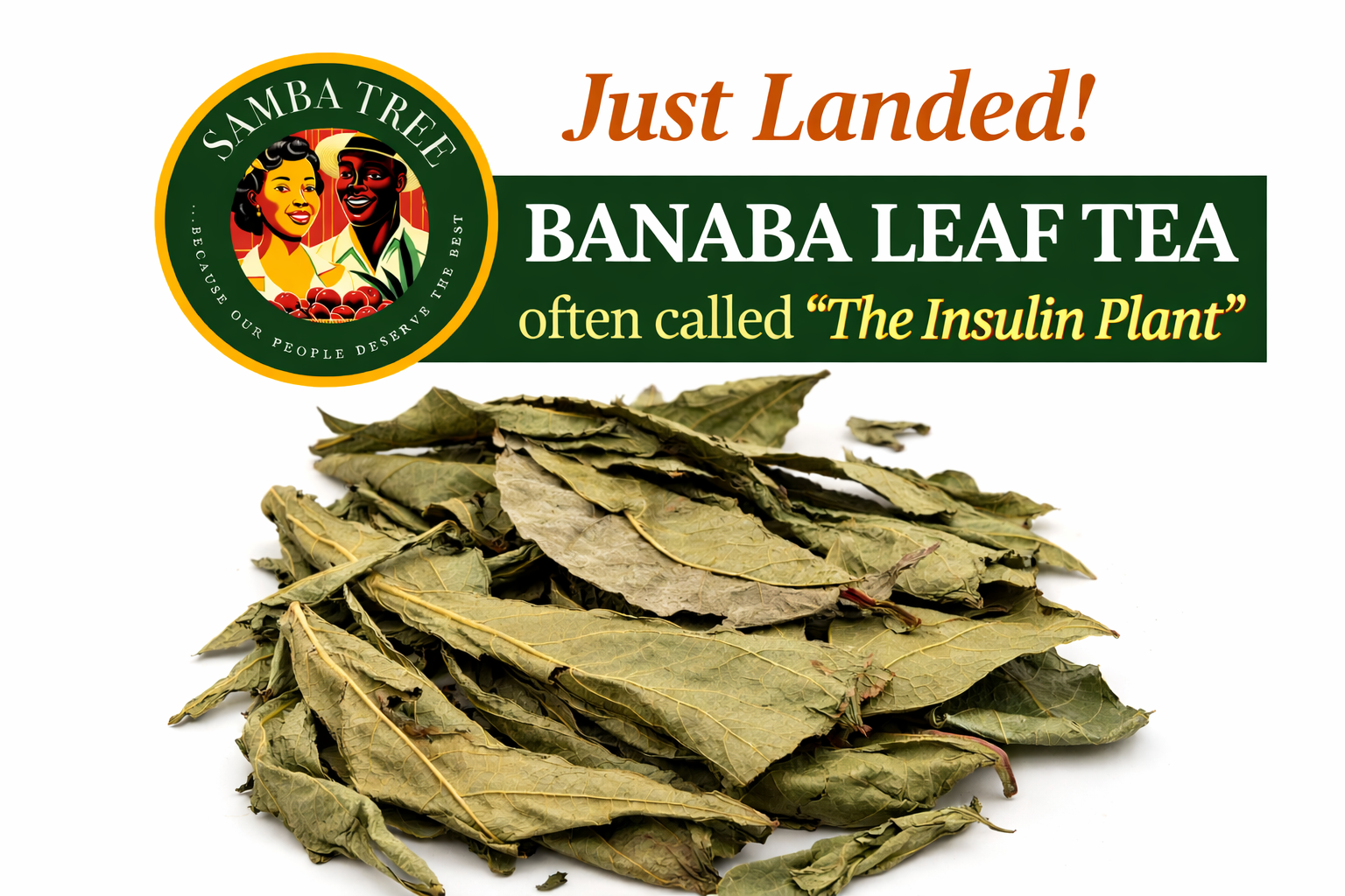 BANABA LEAF TEA - "The Insulin Plant"