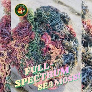 Special! FULL-SPECTRUM SEA MOSS!