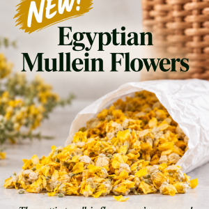 EGYPTIAN MULLEIN FLOWERS