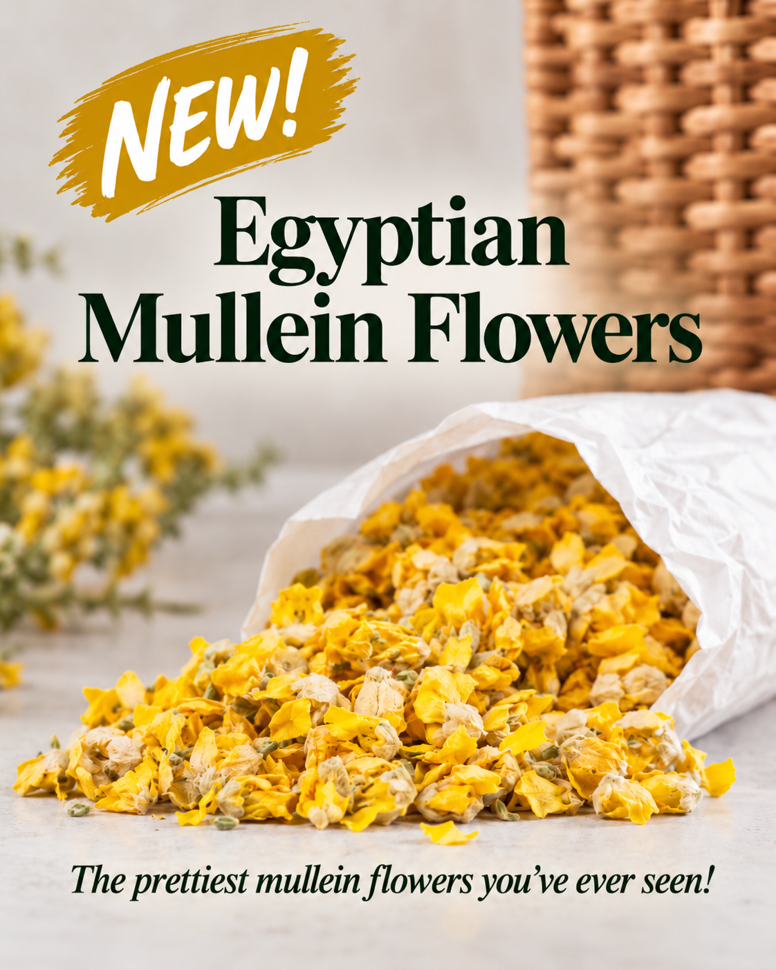 EGYPTIAN MULLEIN FLOWERS
